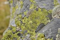 Lichens sur rochers d'altitude (Rhizocarpon geographicum)